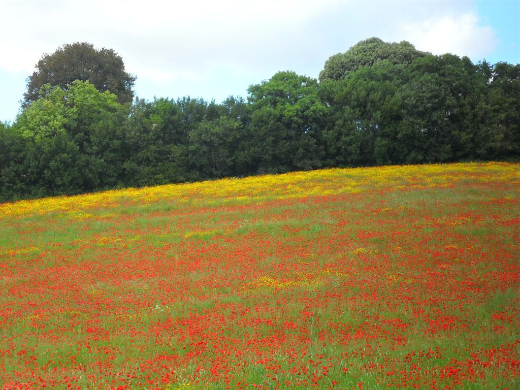 Agriturismo Colleverde Capalbio Dış mekan fotoğraf